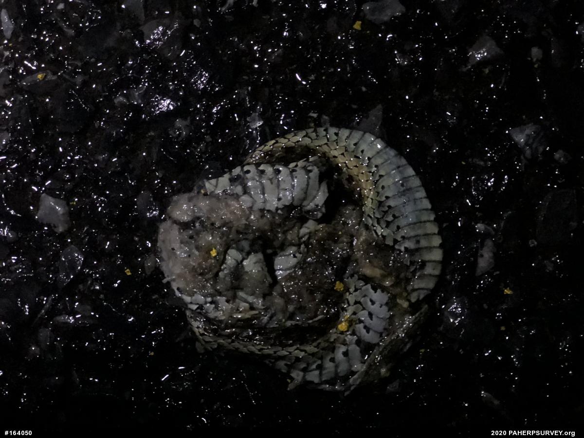 Eastern Gartersnake
