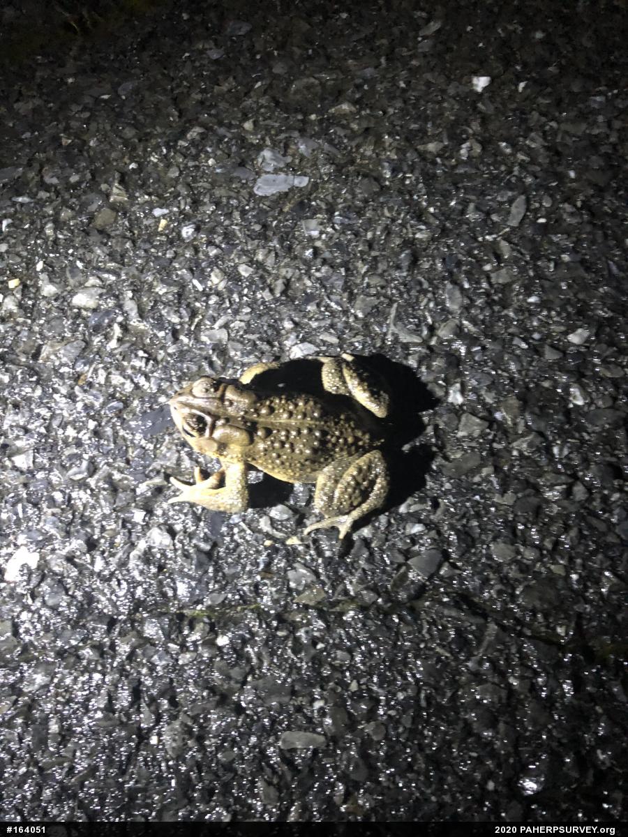 Eastern American Toad