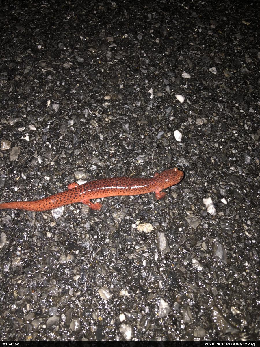 Northern Red Salamander