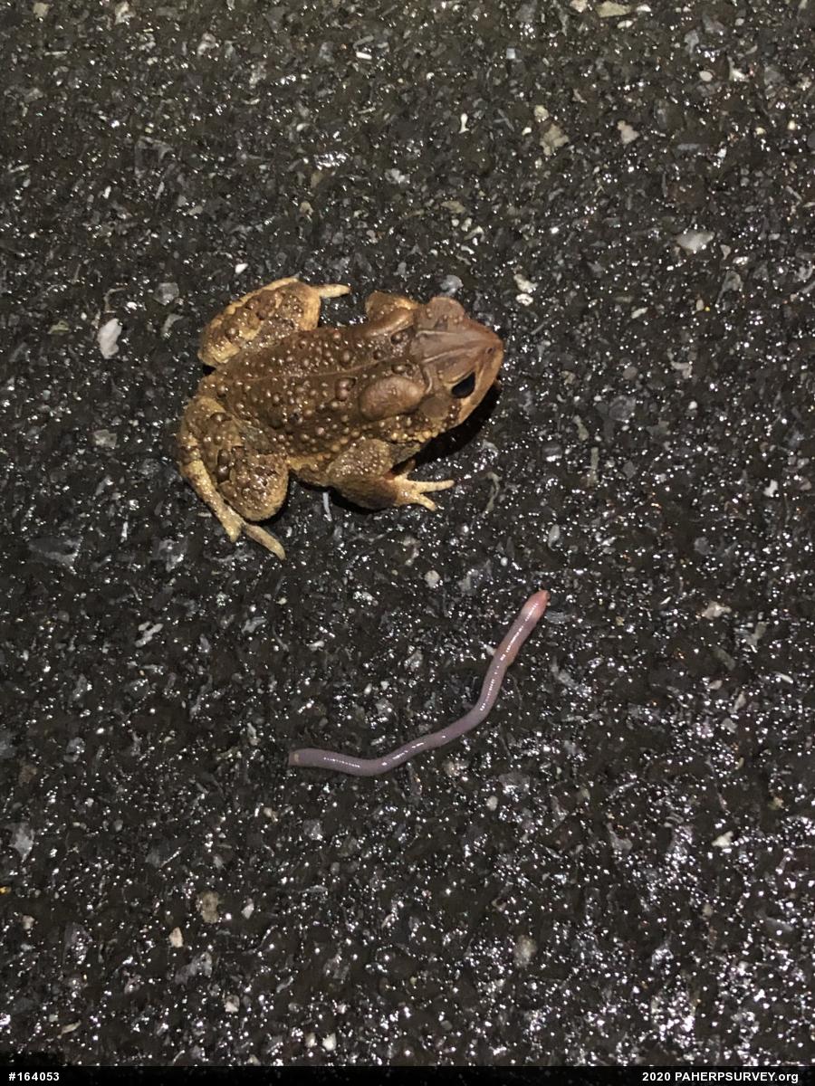 Eastern American Toad