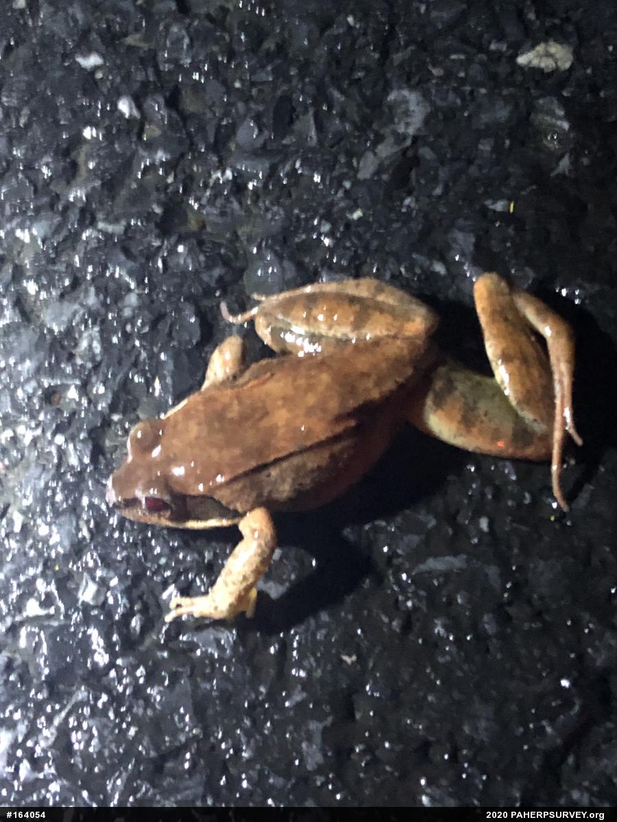Wood Frog