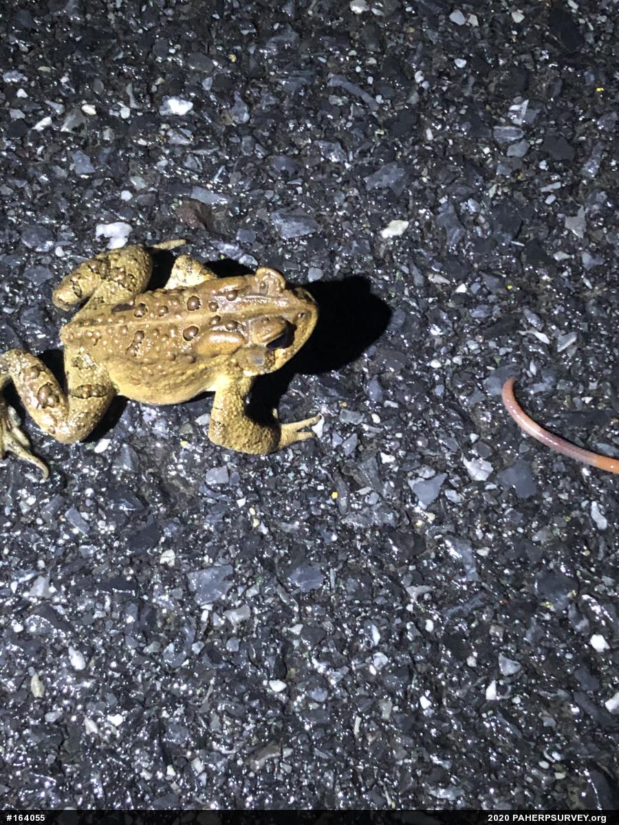 Eastern American Toad