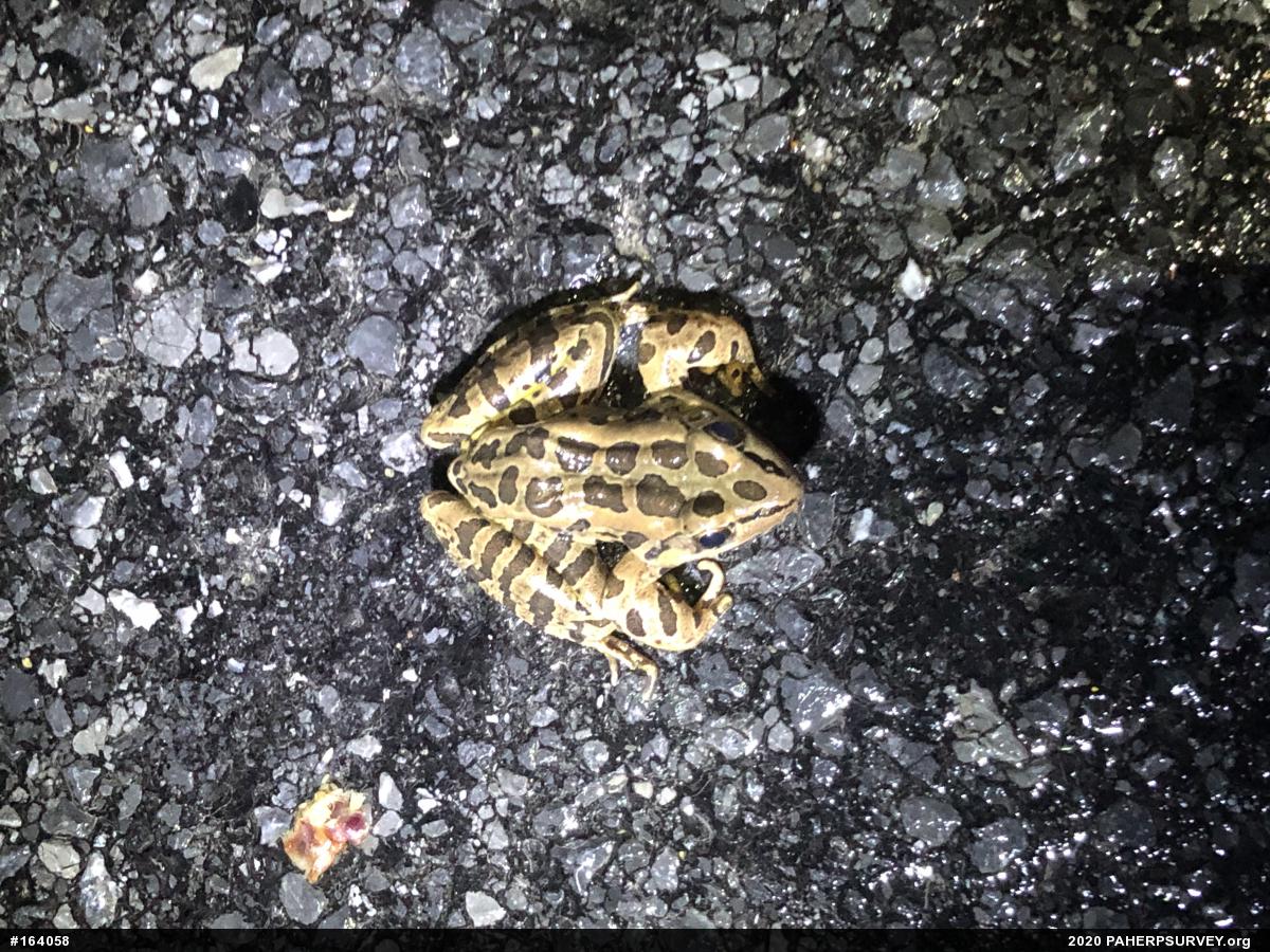 Pickerel Frog