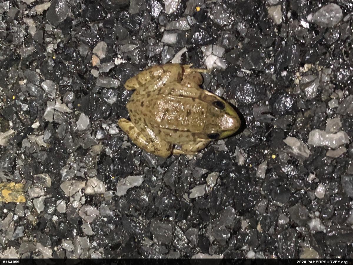 Green Frog
