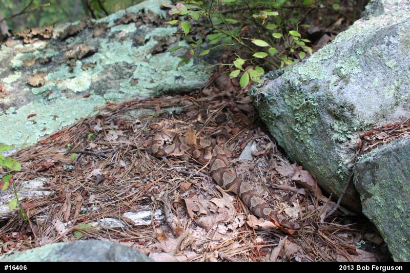 Northern Copperhead