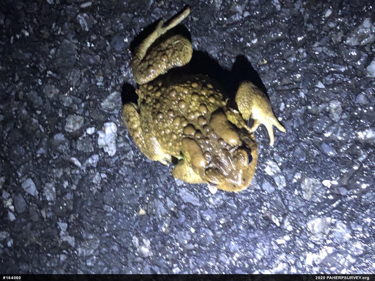 Eastern American Toad