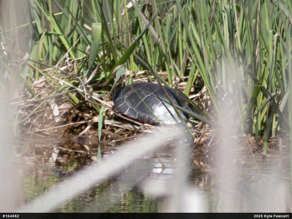 Painted Turtle