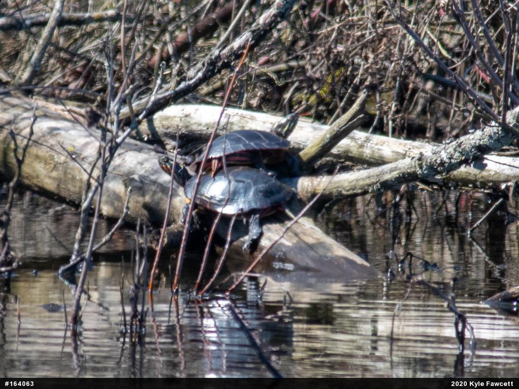 Painted Turtle