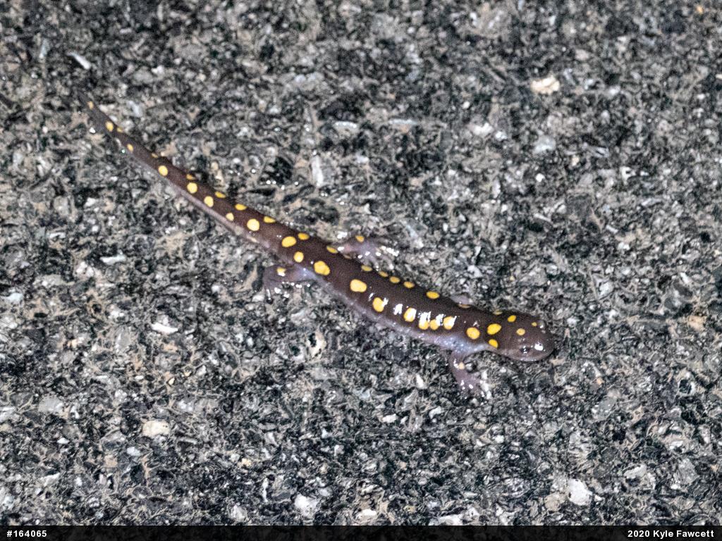 Spotted Salamander