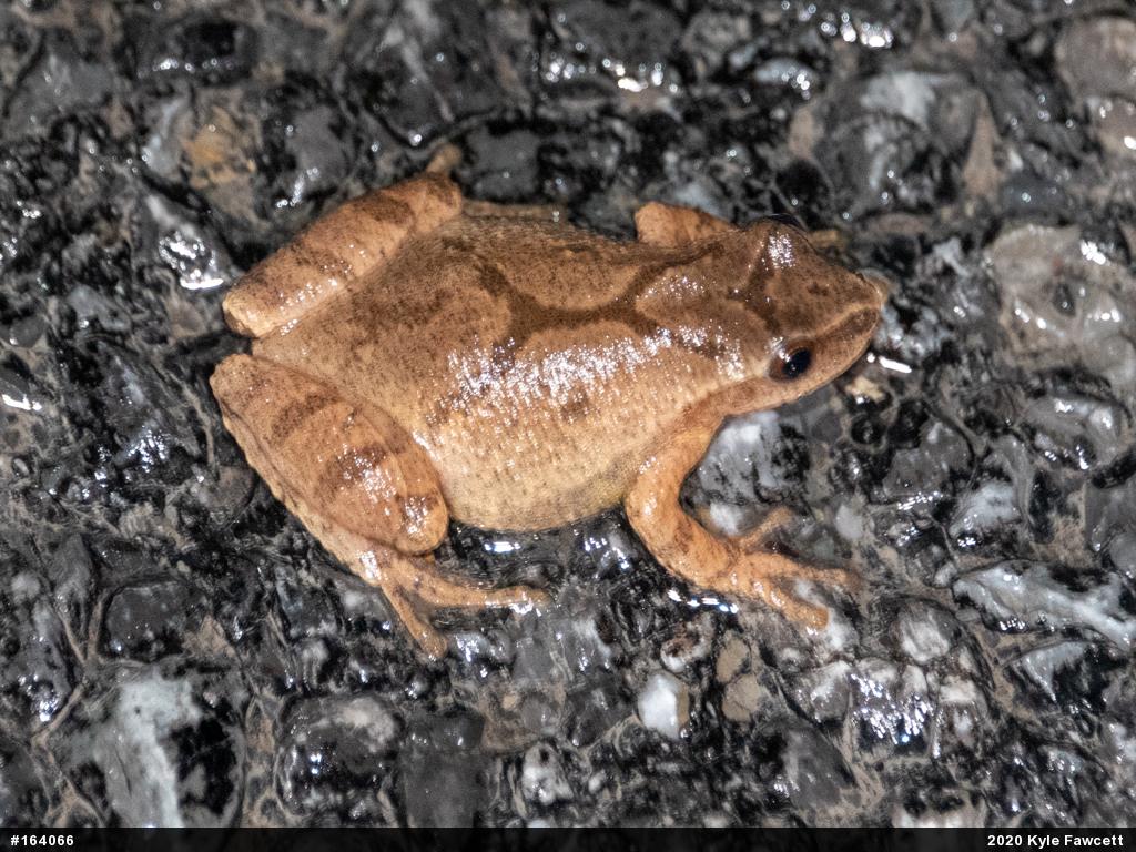 Spring Peeper