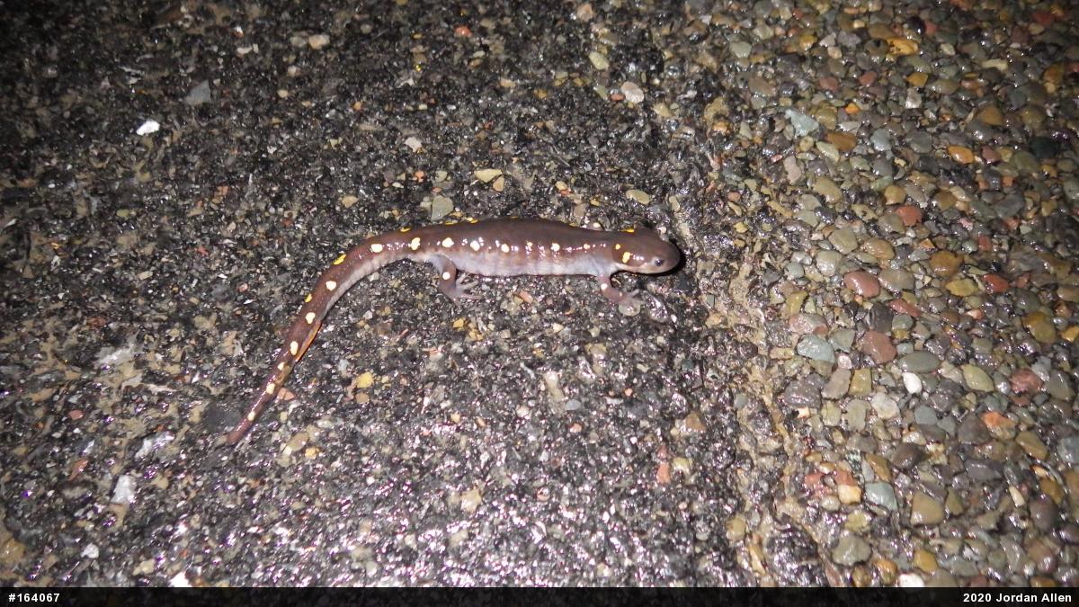 Spotted Salamander
