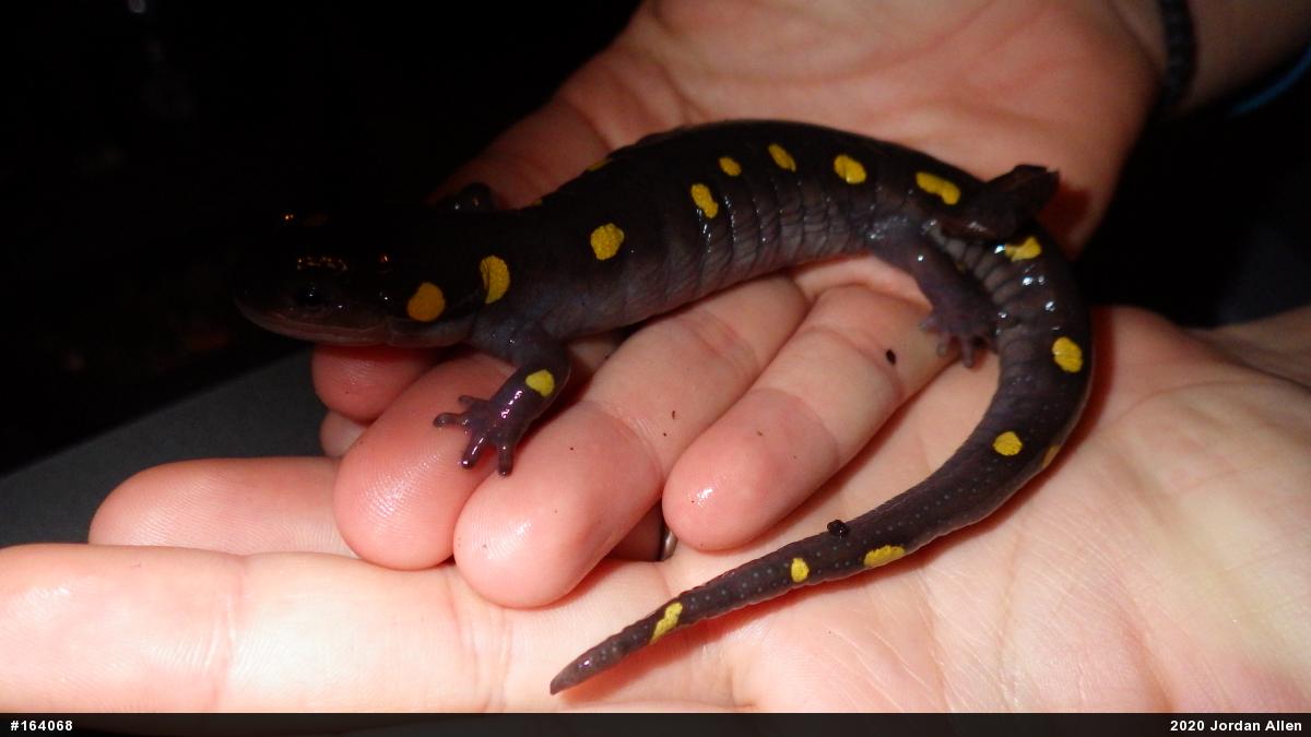 Spotted Salamander
