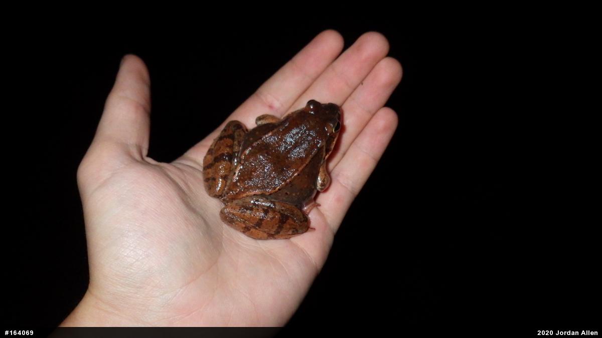 Wood Frog