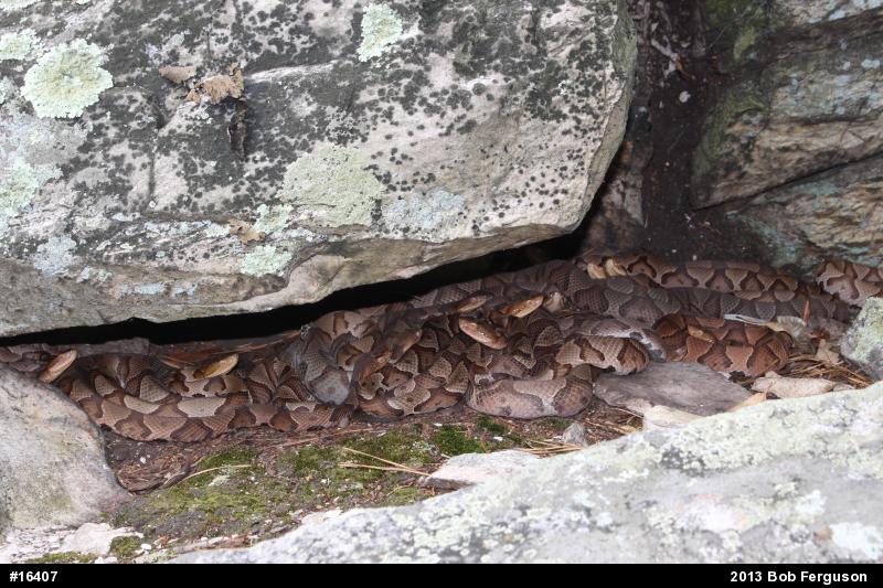 Northern Copperhead