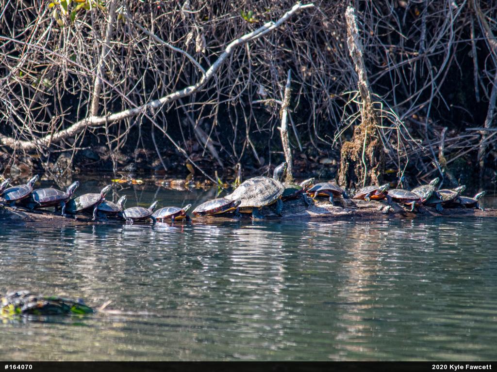 Red-eared Slider