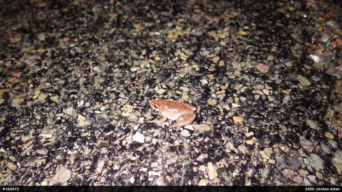 Spring Peeper