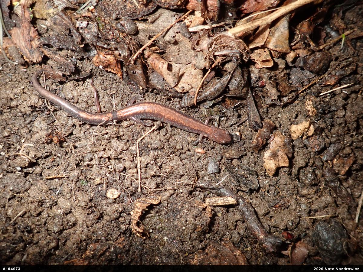 Eastern Red-backed  Salamander