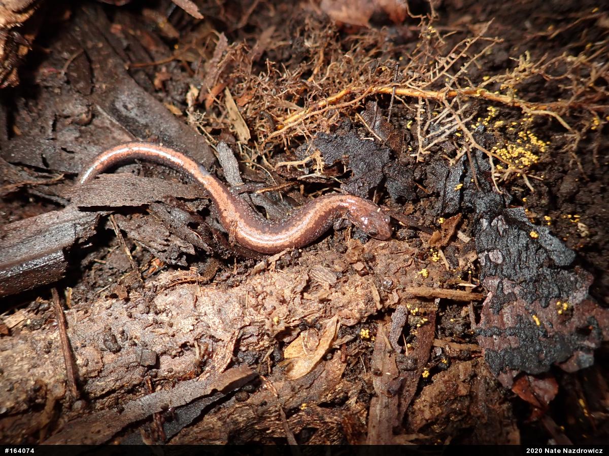 Eastern Red-backed  Salamander