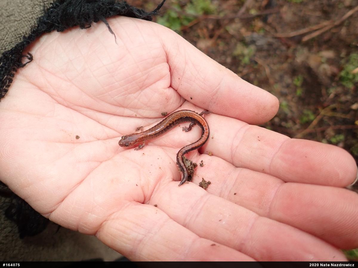 Eastern Red-backed  Salamander