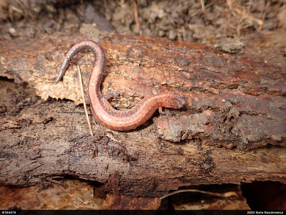Eastern Red-backed  Salamander