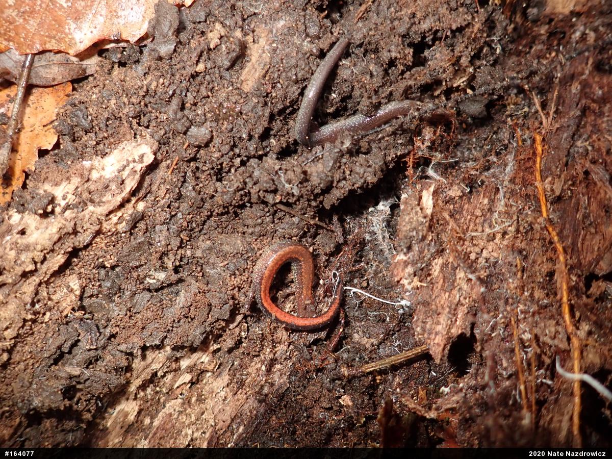 Eastern Red-backed  Salamander