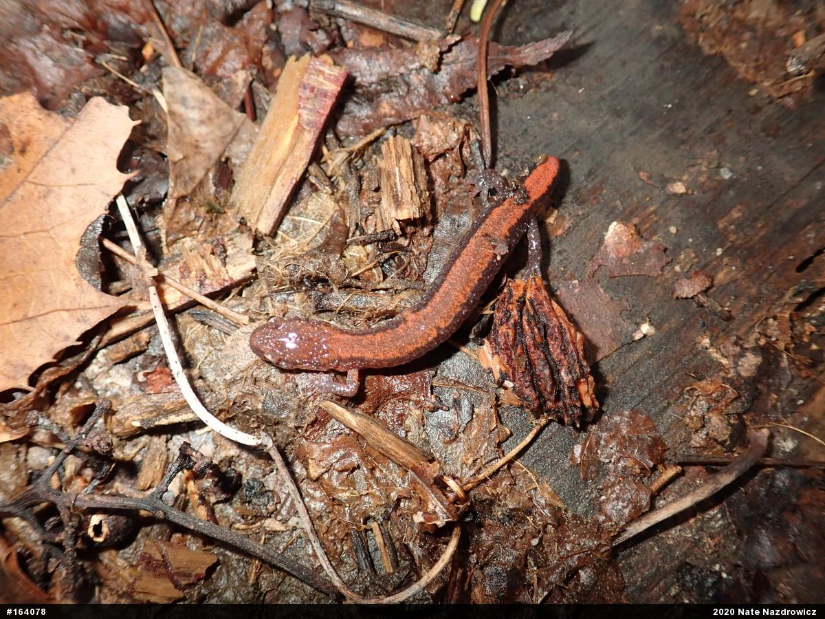Eastern Red-backed  Salamander