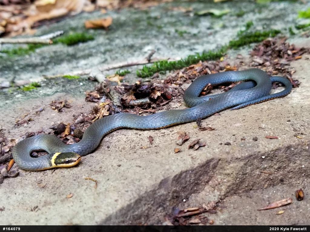 Northern Ring-necked Snake