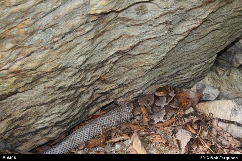 Northern Copperhead