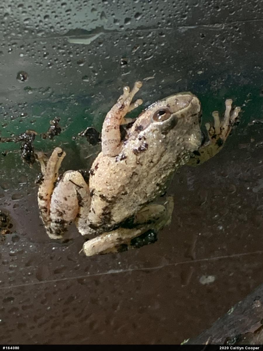Spring Peeper