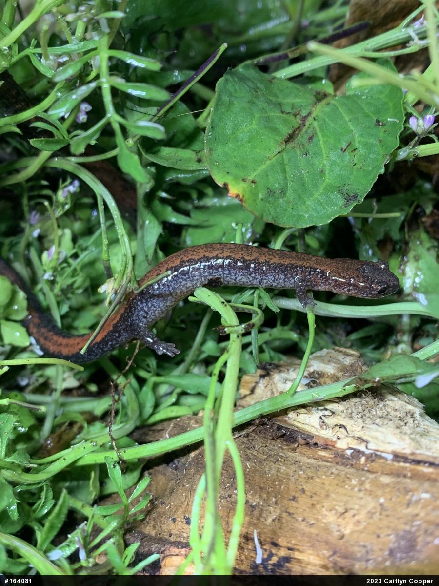 Eastern Red-backed  Salamander