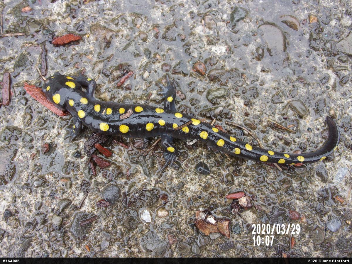 Spotted Salamander