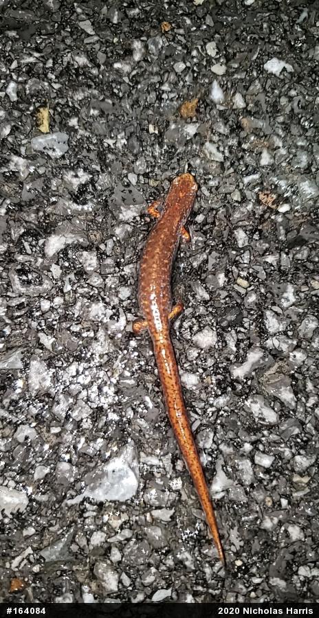 Four-toed Salamander