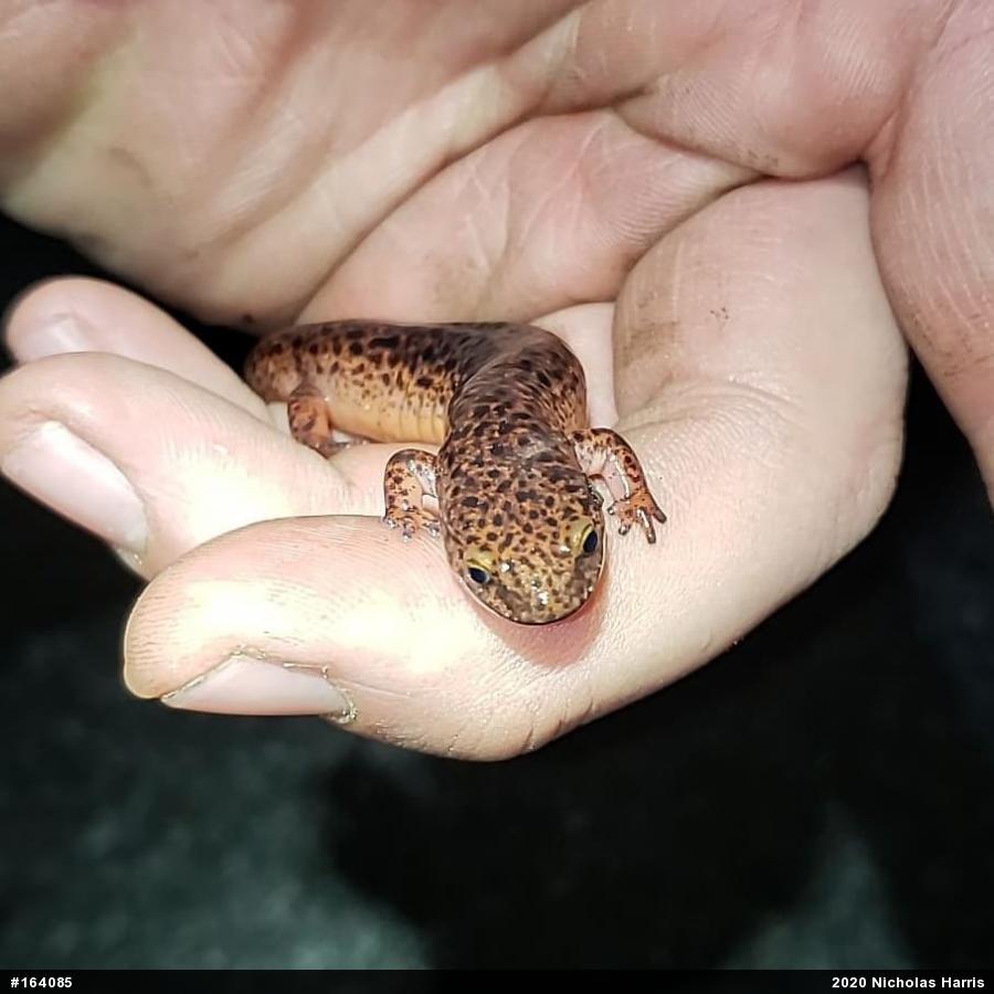 Northern Red Salamander