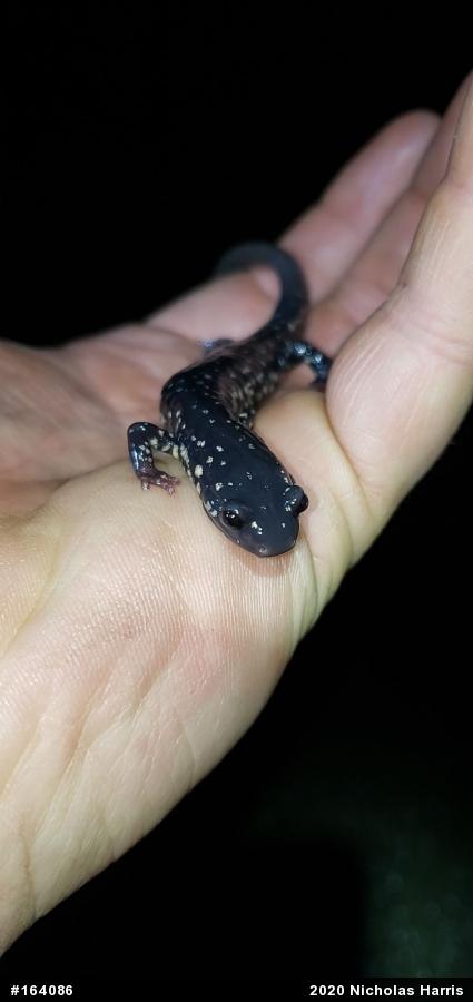 Northern Slimy Salamander