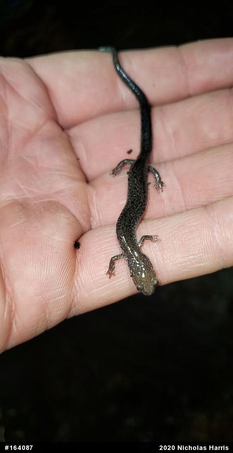 Valley And Ridge Salamander