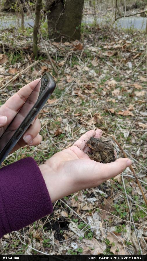 Eastern American Toad