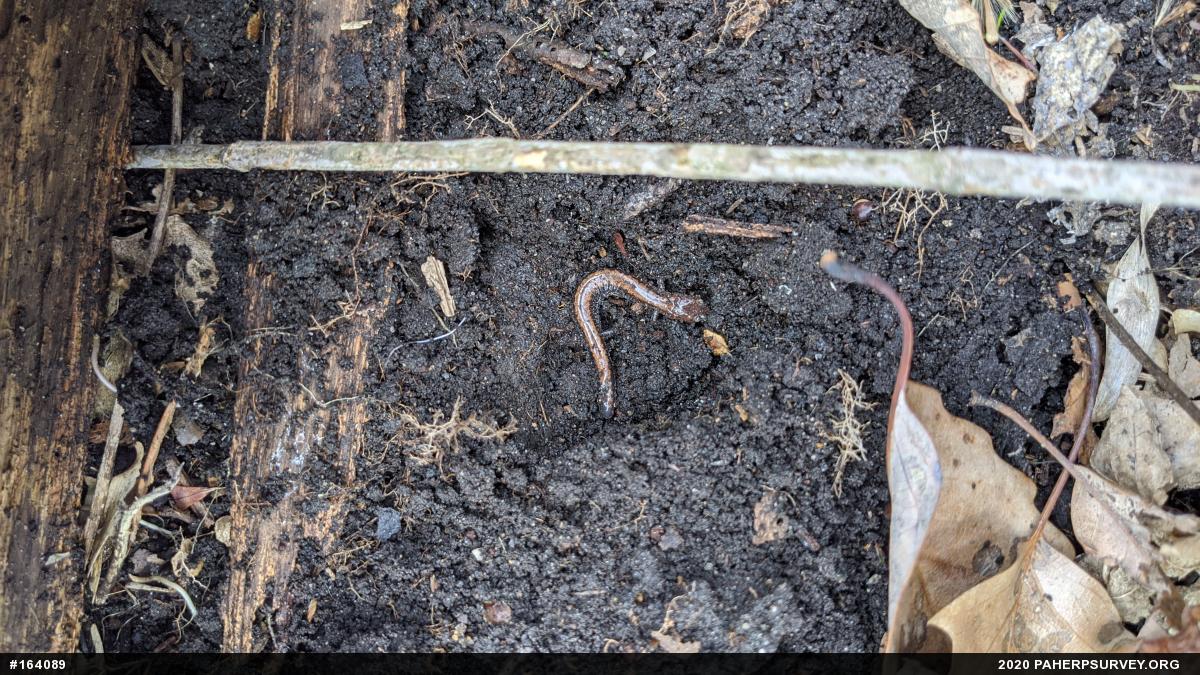 Eastern Red-backed  Salamander
