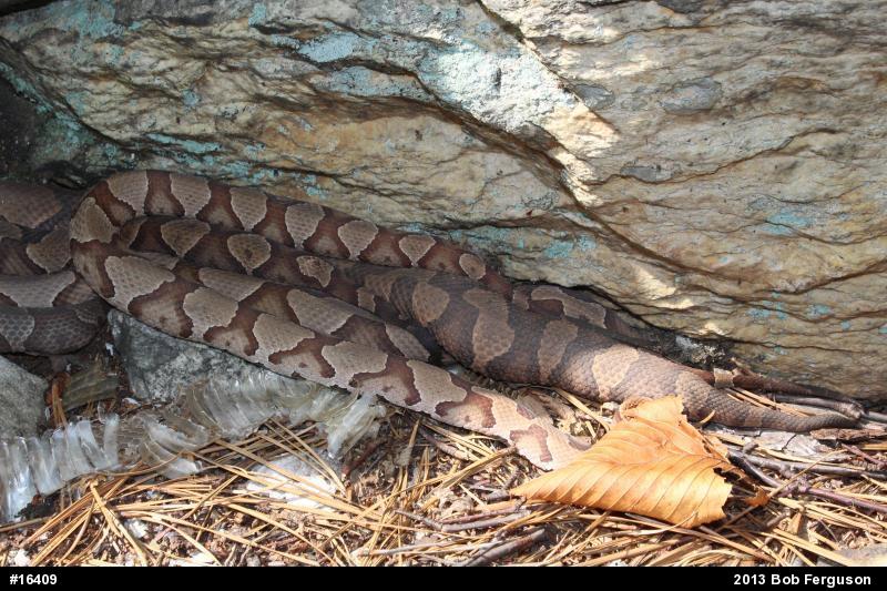 Northern Copperhead