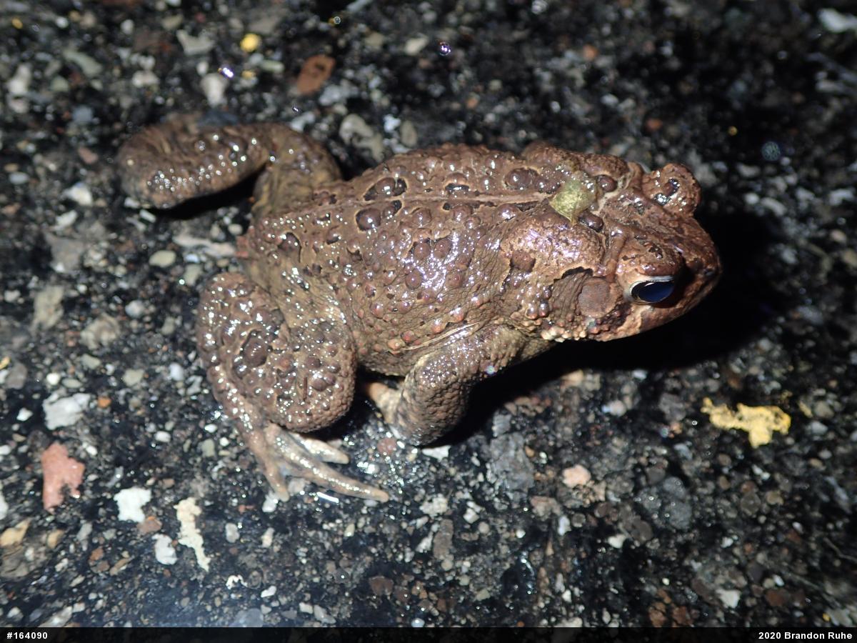 Eastern American Toad