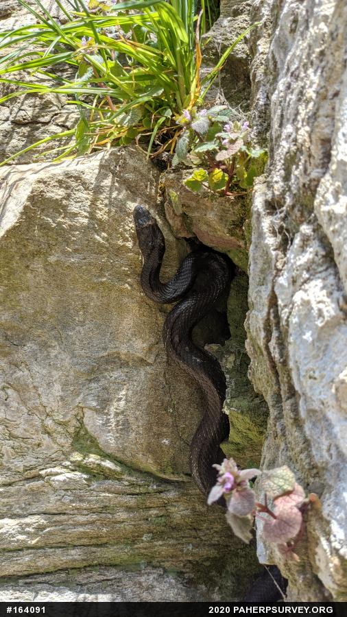 Eastern Ratsnake