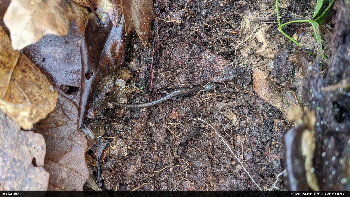 Eastern Red-backed  Salamander