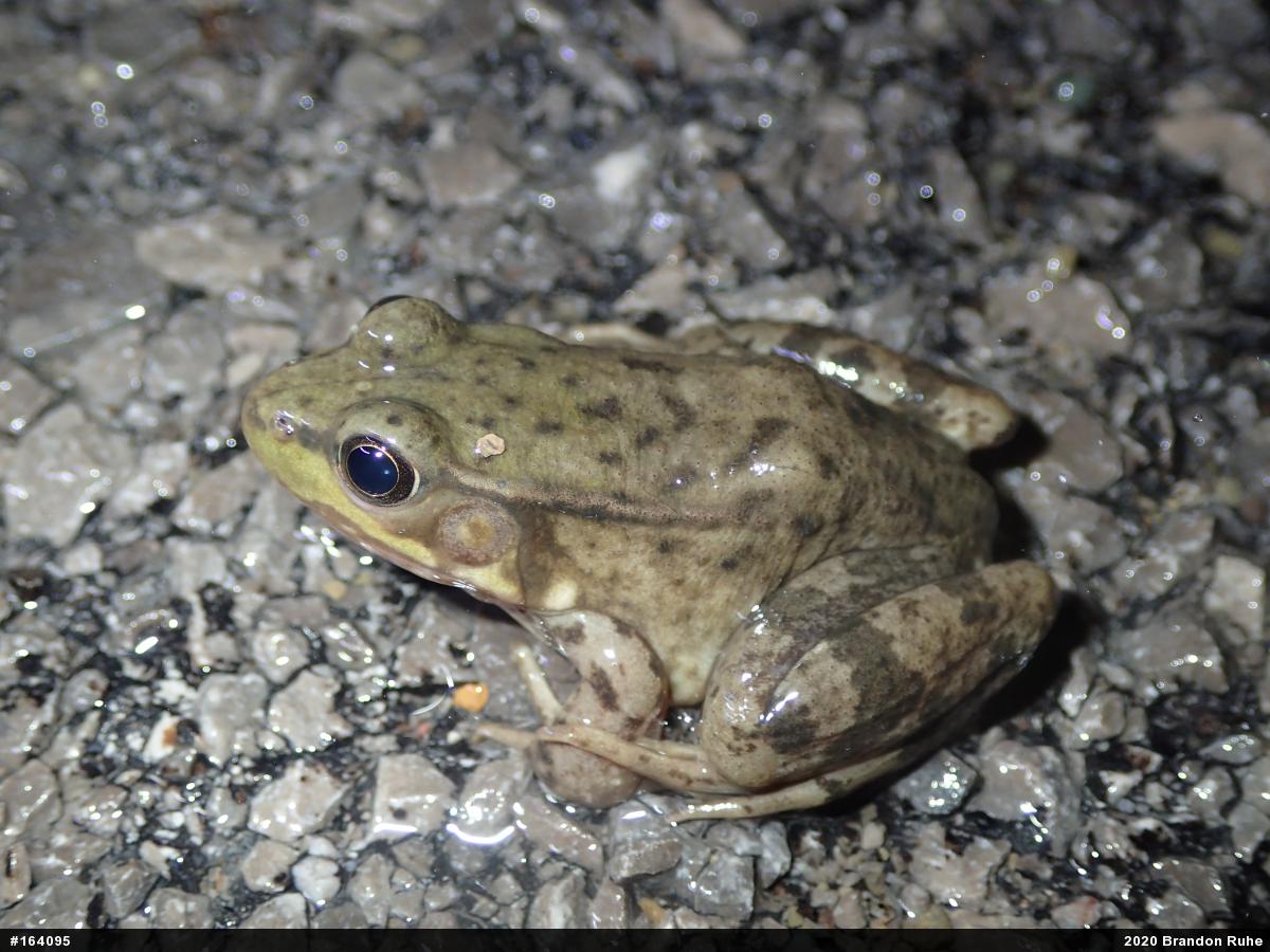Green Frog