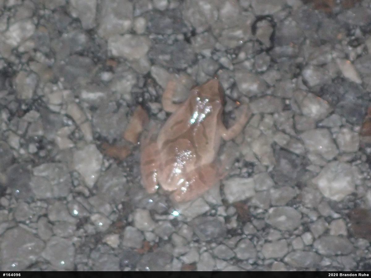 Spring Peeper