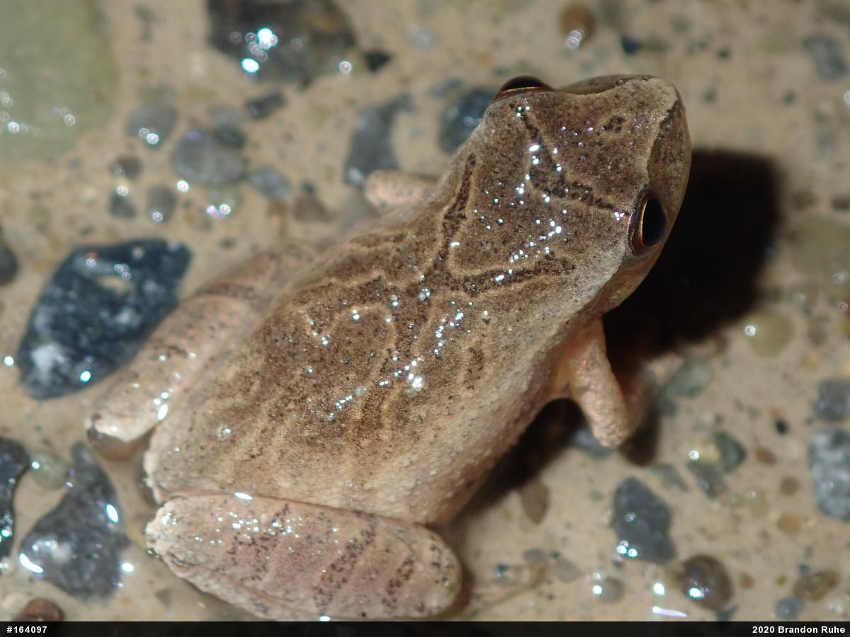 Spring Peeper