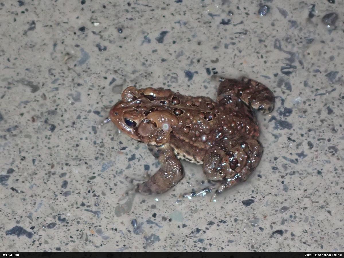 Eastern American Toad