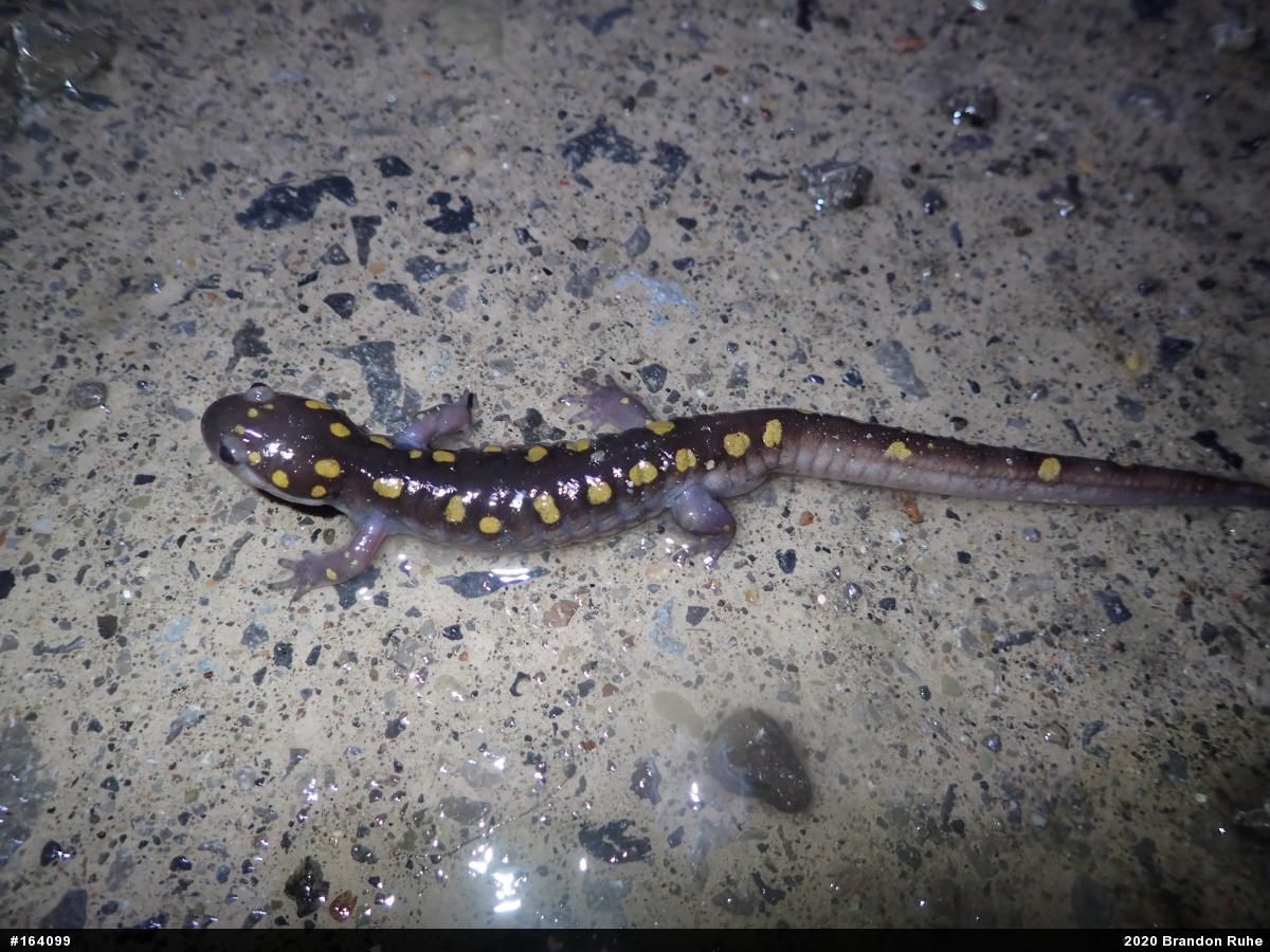 Spotted Salamander
