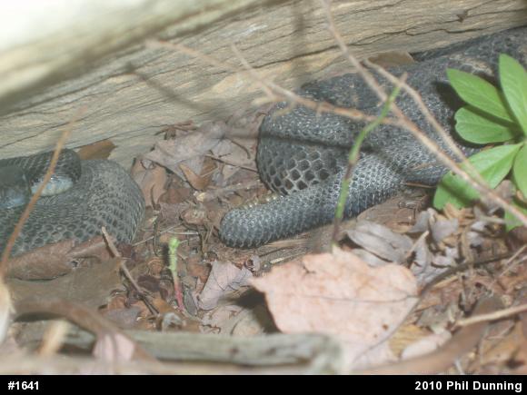 Timber Rattlesnake