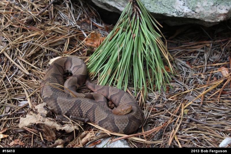 Northern Copperhead