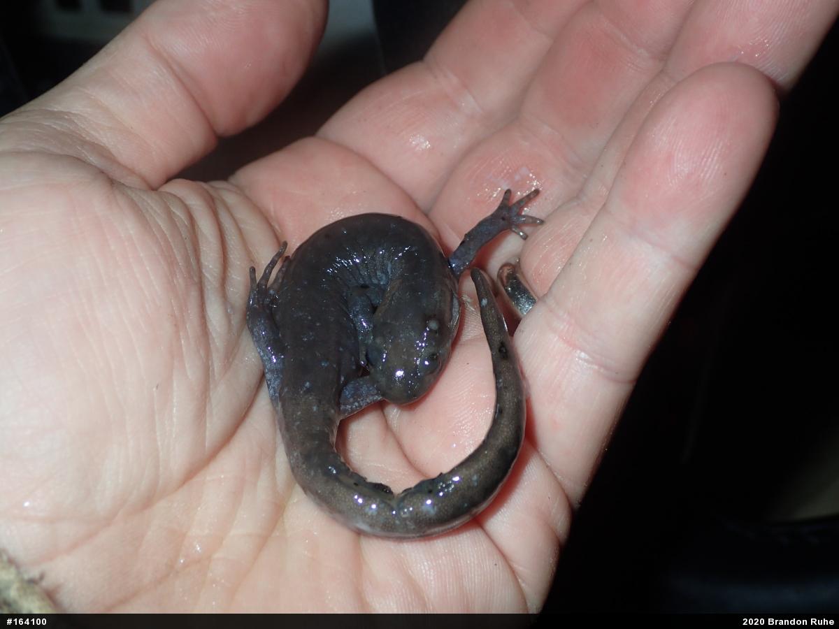 Jefferson Salamander