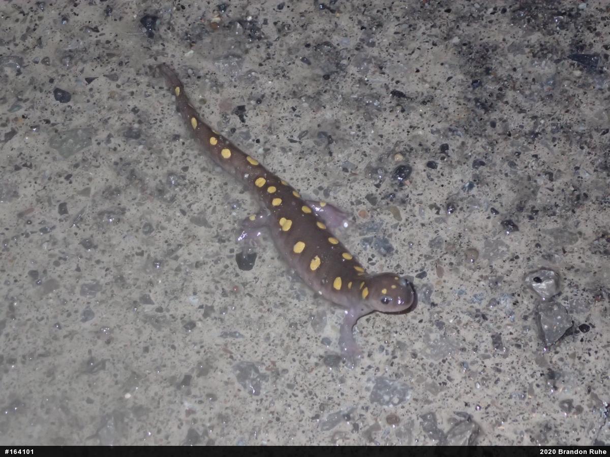 Spotted Salamander